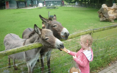 kinderboerderij